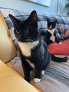 CHESTER & JETSON Brother Pair