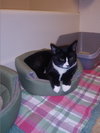 CHESTER & JETSON Brother Pair