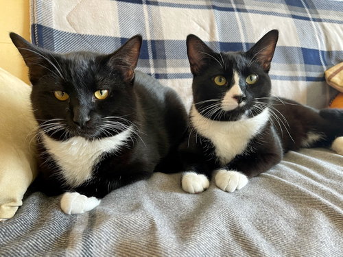 CHESTER & JETSON Brother Pair