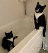 CHESTER & JETSON Brother Pair