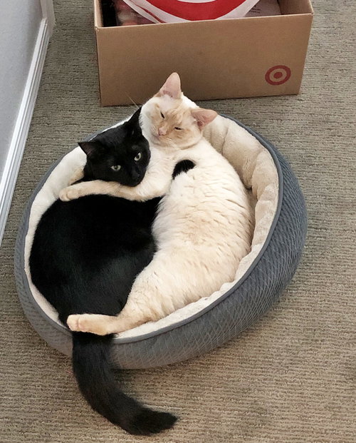 MIKO & EMI - Offered by Owner - Bonded GIRLS