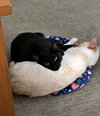 MIKO & EMI - Offered by Owner - Bonded GIRLS