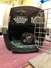 MIKO & EMI - Offered by Owner - Bonded GIRLS