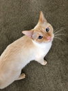 MIKO & EMI - Offered by Owner - Bonded GIRLS