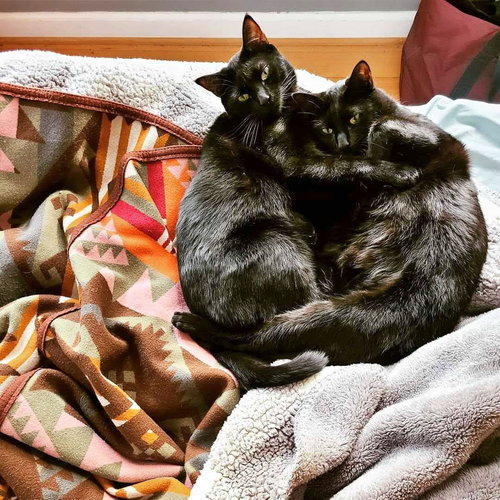 MOCHI and MARU - Offered by Owner Young Adults