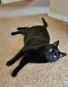MOCHI and MARU - Offered by Owner Young Adults