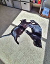 MOCHI and MARU - Offered by Owner Young Adults