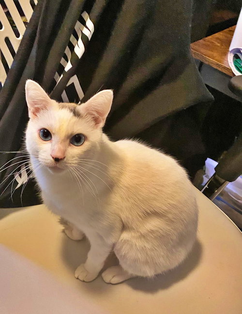 SWEET P - Offered by Owner - Young female