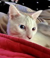 SWEET P - Offered by Owner - Young female