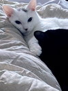 SWEET P - Offered by Owner - Young female