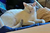 SWEET P - Offered by Owner - Young female