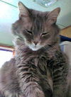 CARLY - Offered by Owner - Sweet Senior