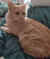 TIGRESS - Offered by Owner - Young Adult