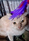 TIGRESS - Offered by Owner - Young Adult