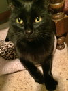 Ms.Kiki & Ms.MeowMeow - Offered by Owner Pair