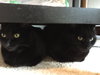 Ms.Kiki & Ms.MeowMeow - Offered by Owner Pair