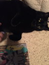 Ms.Kiki & Ms.MeowMeow - Offered by Owner Pair