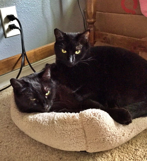 Ms.Kiki & Ms.MeowMeow - Offered by Owner Pair