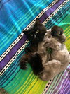 SIR DAVE LOUIS - Offered by Owner