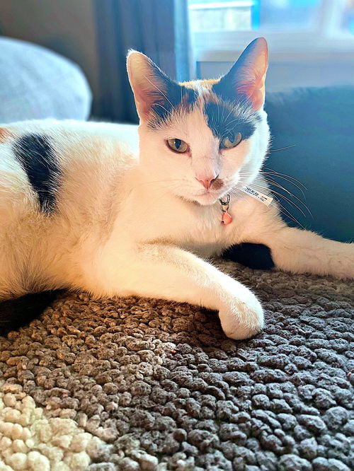 BELLA - Offered by Owner - Young Calico