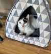 BELLA - Offered by Owner - Young Calico