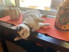 BELLA - Offered by Owner - Young Calico