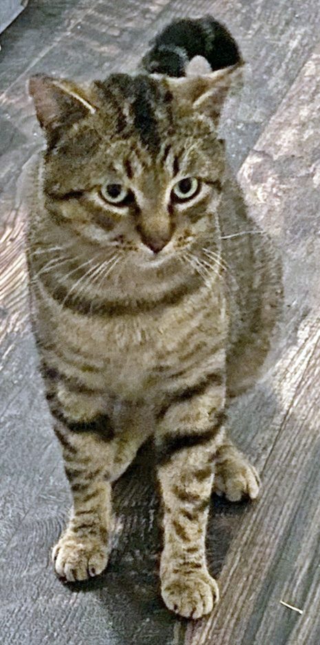 SUNNY - Offered by Owner - Sweet Male