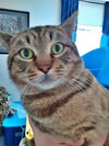 SUNNY - Offered by Owner - Sweet Male
