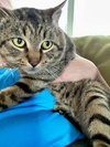 SUNNY - Offered by Owner - Sweet Male