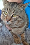 SUNNY - Offered by Owner - Sweet Male