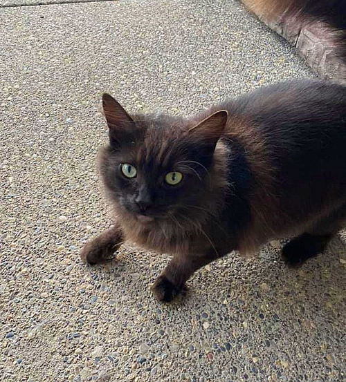 MAVRICK - Offered by Owner - Young Adult