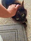 MAVRICK - Offered by Owner - Young Adult