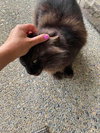 MAVRICK - Offered by Owner - Young Adult