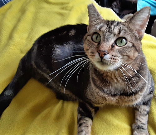 ANGEL - Offered by Owner - Young adult