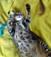 ANGEL - Offered by Owner - Young adult