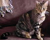 ANGEL - Offered by Owner - Young adult
