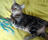 ANGEL - Offered by Owner - Young adult