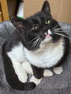 TUX - Offered by Owner