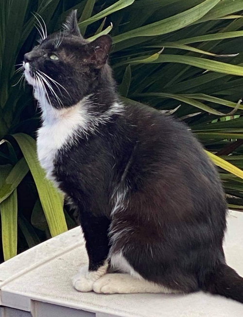 TUX - Offered by Owner