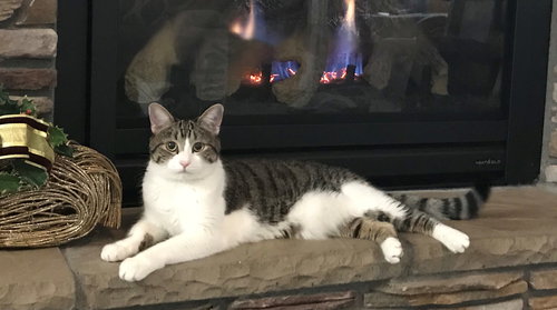 MOSIE - Offered by Owner
