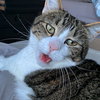 MOSIE - Offered by Owner