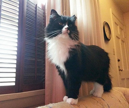 MISTER E FLUFF - Offered by Owner - Senior