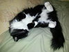MISTER E FLUFF - Offered by Owner - Senior