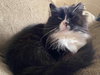 MISTER E FLUFF - Offered by Owner - Senior