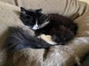 MISTER E FLUFF - Offered by Owner - Senior