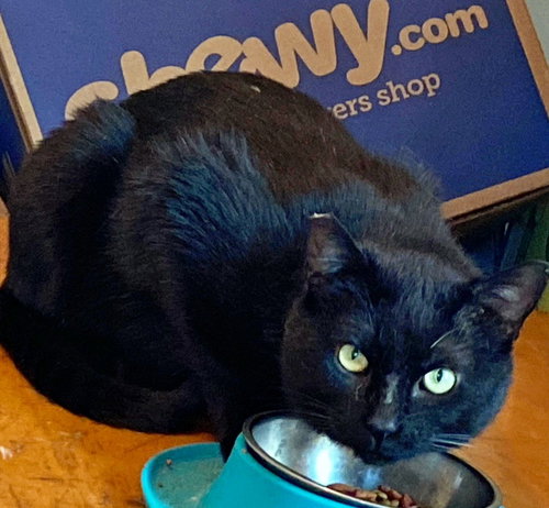 SPOCK - Offered by Owner - Young male