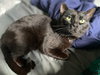 SPOCK - Offered by Owner - Young male