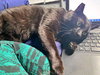 SPOCK - Offered by Owner - Young male
