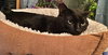 SPOCK - Offered by Owner - Young male