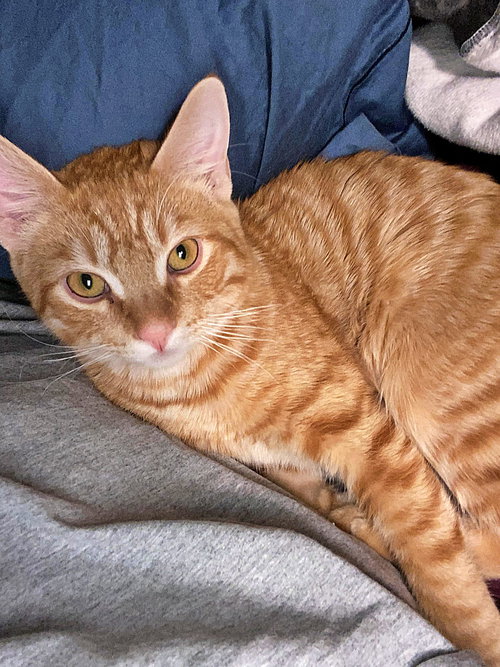 MAX - Offered by Owner - I NEED A PLAYMATE!
